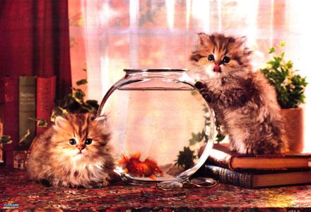 kittensandfish.jpg