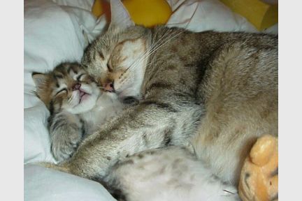 kitties.jpg